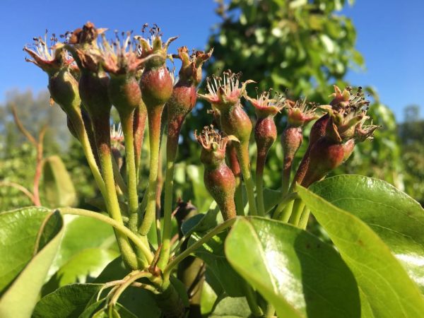 Read more about the article Ótimo conjunto de frutas